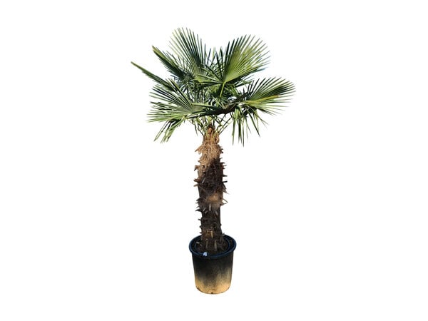 Trachycarpus fortunei stamhoogte 125 cm
