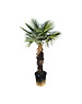  Trachycarpus fortunei stamhoogte 125 cm