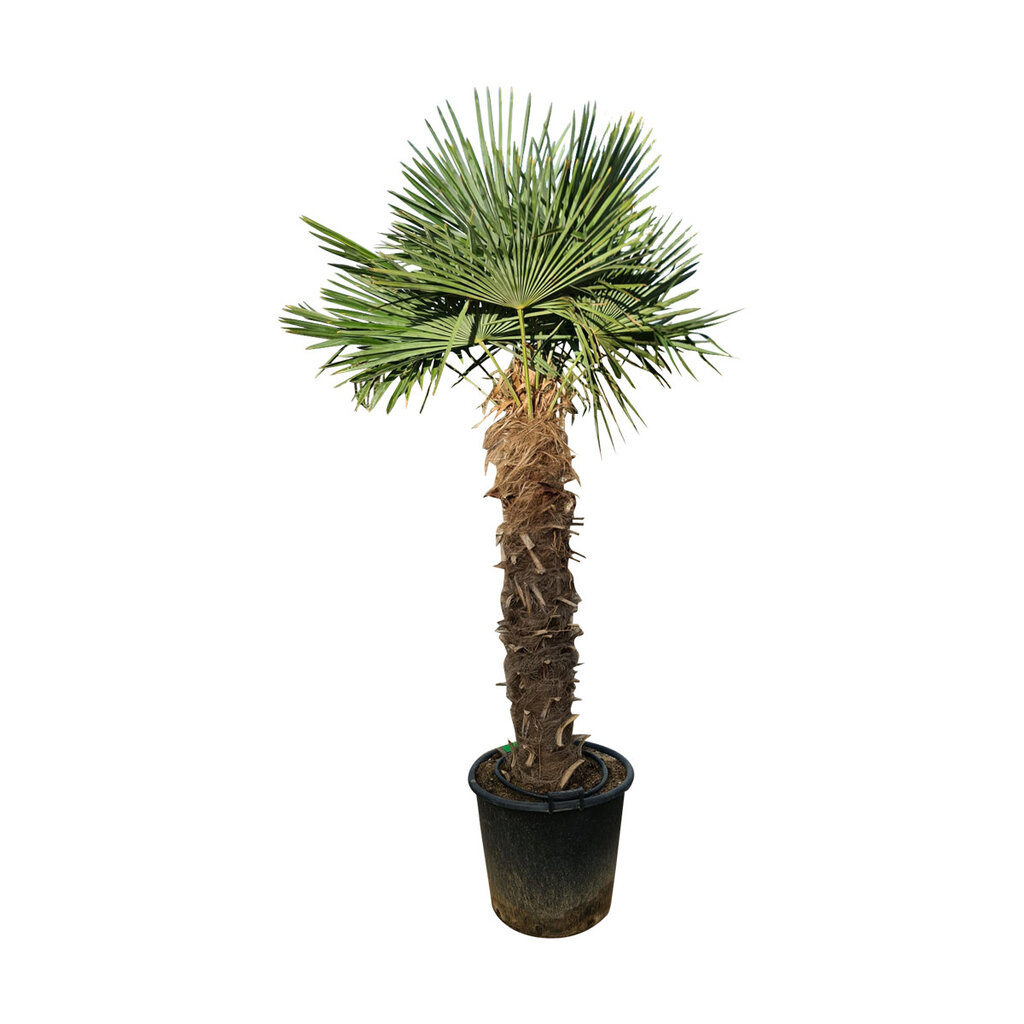 Trachycarpus fortunei stamhoogte 125 cm
