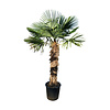  Trachycarpus fortunei stamhoogte 140 cm
