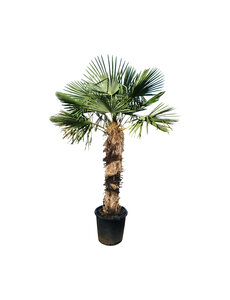 Trachycarpus fortunei stamhoogte 140 cm