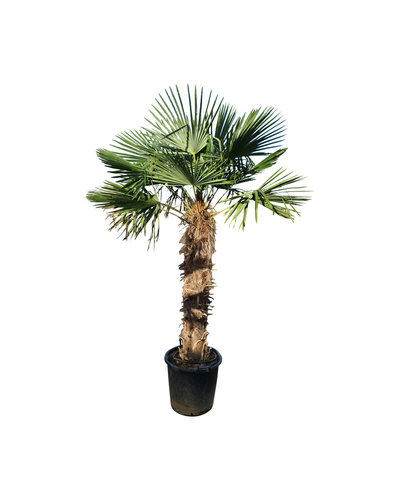 Trachycarpus fortunei stamhoogte 140 cm