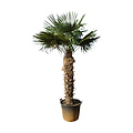Trachycarpus fortunei stamhoogte 150 cm