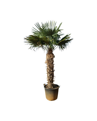 Trachycarpus fortunei stamhoogte 150 cm --- NU GRATIS BEZORGING ---