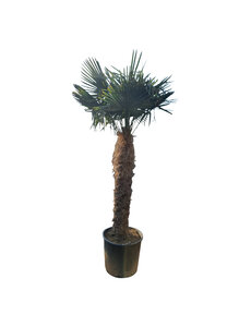 Trachycarpus fortunei stamhoogte 155 cm --- NU GRATIS BEZORGING ---