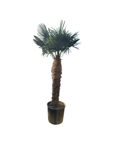 Trachycarpus fortunei stamhoogte 155 cm --- NU GRATIS BEZORGING ---