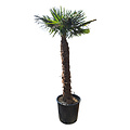 Trachycarpus fortunei stamhoogte 160 cm