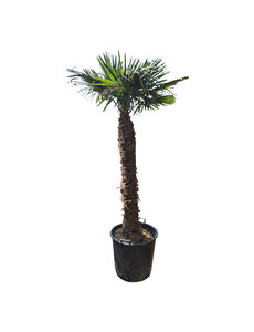 Trachycarpus fortunei stamhoogte 160 cm --- NU GRATIS BEZORGING ---