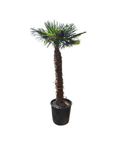 Trachycarpus fortunei stamhoogte 160 cm --- NU GRATIS BEZORGING ---