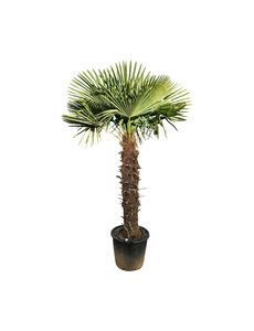 Trachycarpus fortunei stamhoogte 135 cm