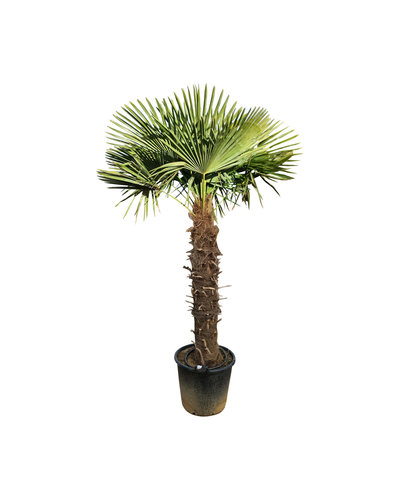  Trachycarpus fortunei stamhoogte 135 cm