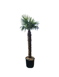 Trachycarpus fortunei stamhoogte 180 cm --- NU GRATIS BEZORGING ---