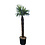 Trachycarpus fortunei stamhoogte 180 cm