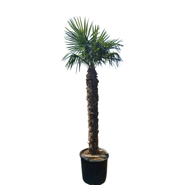 Trachycarpus fortunei stamhoogte 180 cm