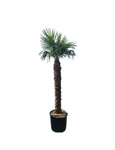 Trachycarpus fortunei stamhoogte 185 cm --- NU GRATIS BEZORGING ---