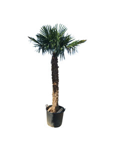 Trachycarpus fortunei stamhoogte 200 cm --- NU GRATIS BEZORGING ---