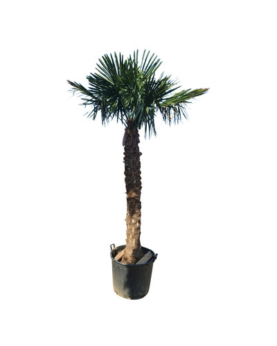 Trachycarpus fortunei stamhoogte 200 cm --- NU GRATIS BEZORGING ---