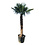 Trachycarpus fortunei stamhoogte 200 cm