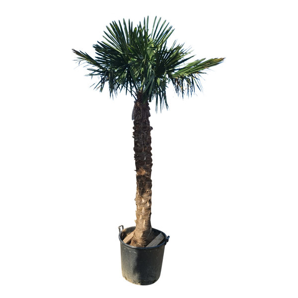 Trachycarpus fortunei stamhoogte 200 cm