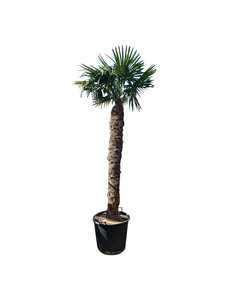 Trachycarpus fortunei stamhoogte 210 cm --- NU GRATIS BEZORGING ---