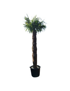 Trachycarpus fortunei stamhoogte 220 cm --- NU GRATIS BEZORGING ---