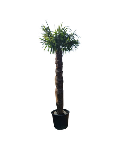 Trachycarpus fortunei stamhoogte 220 cm --- NU GRATIS BEZORGING ---