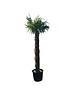  Trachycarpus fortunei stamhoogte 220 cm --- NU GRATIS BEZORGING ---