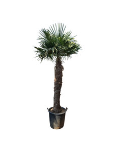 Trachycarpus fortunei stamhoogte 165 cm --- NU GRATIS BEZORGING ---