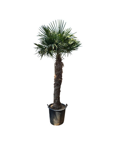 Trachycarpus fortunei stamhoogte 165 cm --- NU GRATIS BEZORGING ---
