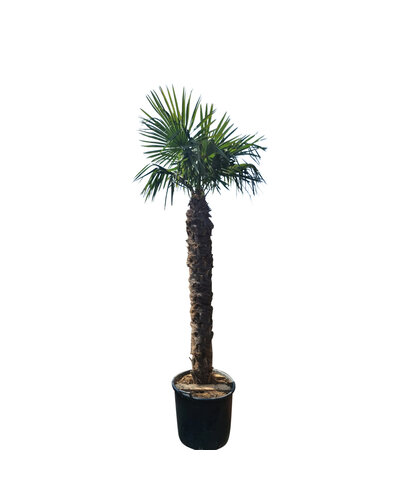 Trachycarpus fortunei stamhoogte 175 cm --- NU GRATIS BEZORGING ---