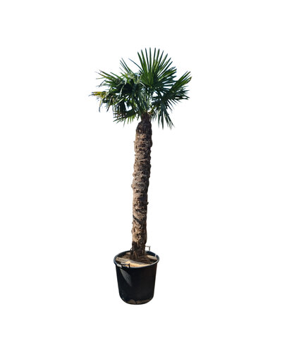 Trachycarpus fortunei stamhoogte 205 cm --- NU GRATIS BEZORGING ---