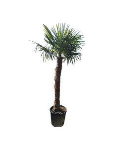Trachycarpus fortunei stamhoogte 170 cm --- NU GRATIS BEZORGING ---