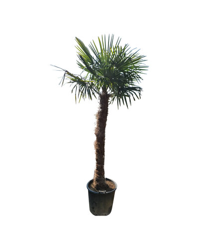 Trachycarpus fortunei stamhoogte 170 cm --- NU GRATIS BEZORGING ---