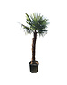  Trachycarpus fortunei stamhoogte 170 cm --- NU GRATIS BEZORGING ---