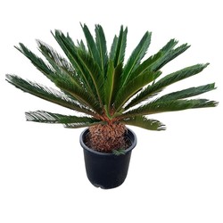 Overige bomen & planten