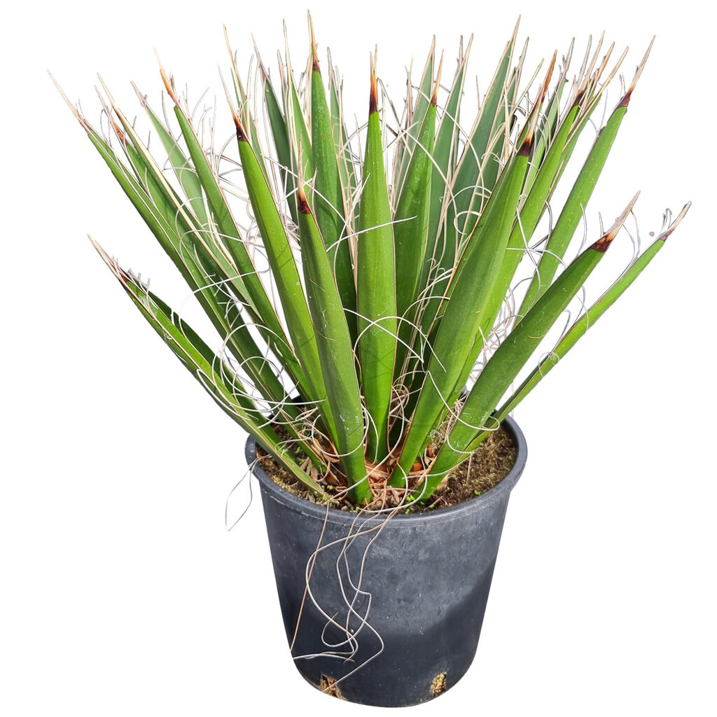 Yucca carnerosana (small)