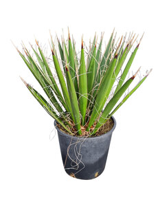 Yucca carnerosana (small)