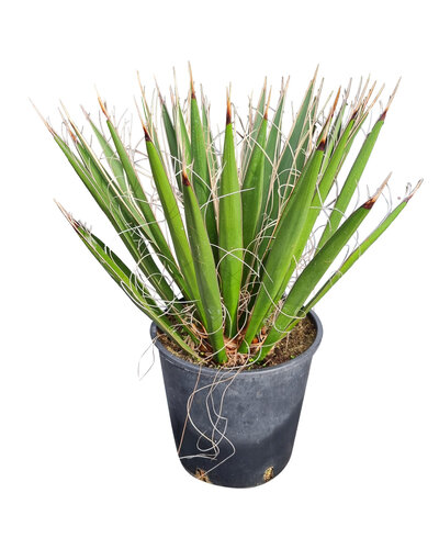 Yucca carnerosana (small)