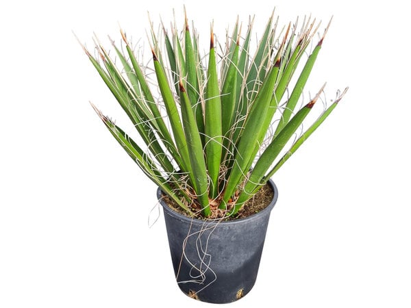 Yucca carnerosana (small)