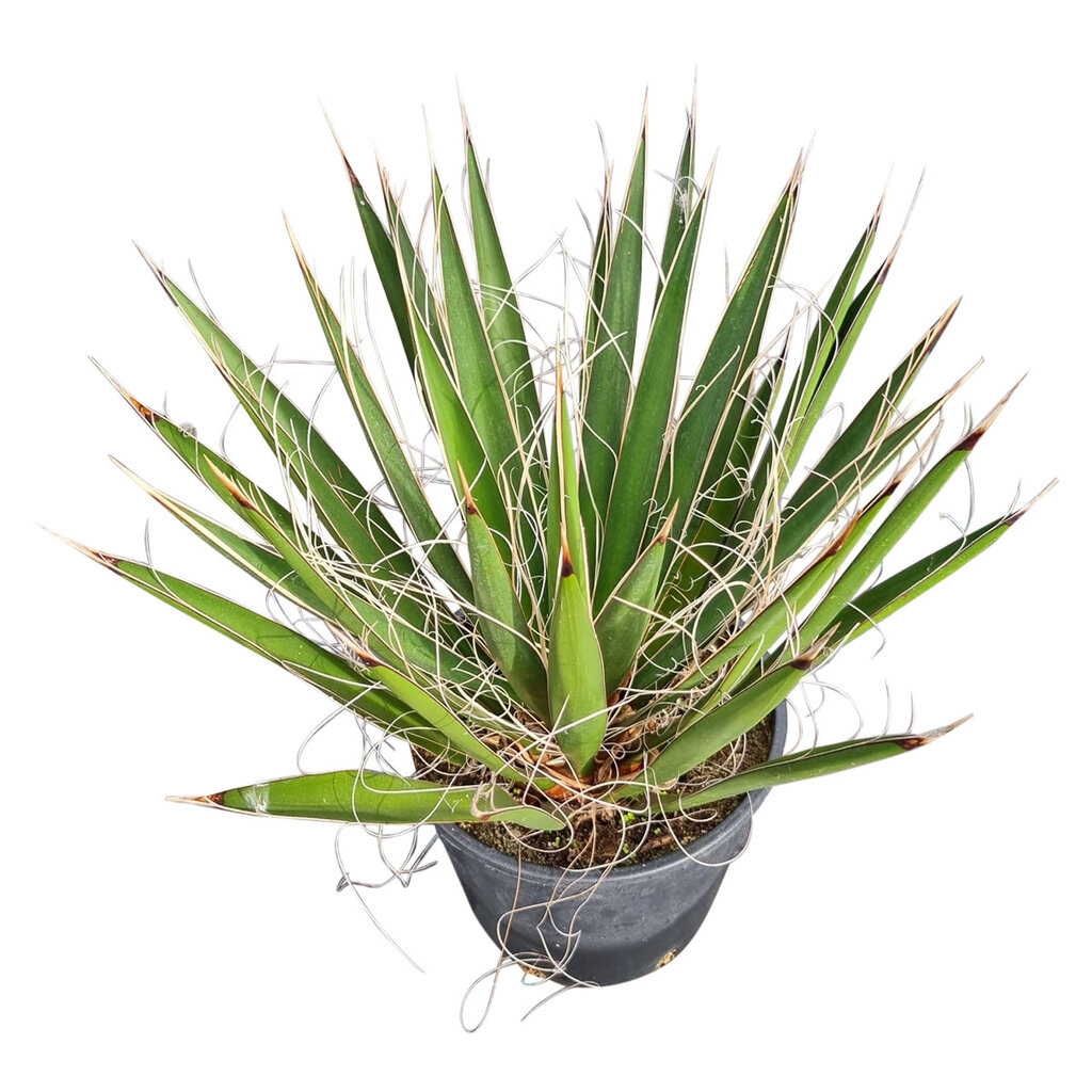 Yucca carnerosana (small)