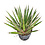 Yucca carnerosana (small)
