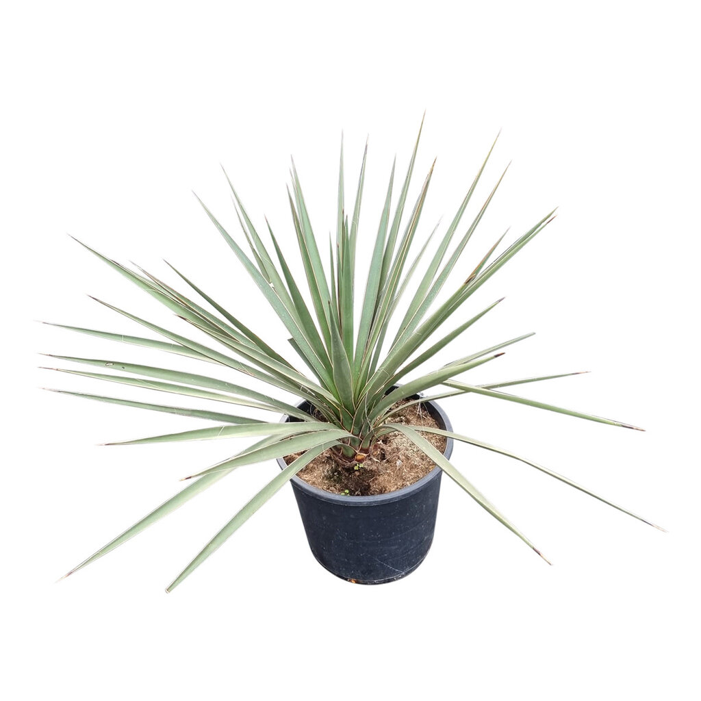 Yucca baccata (small)