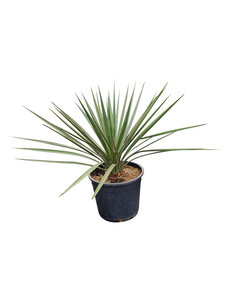  Yucca baccata (small)