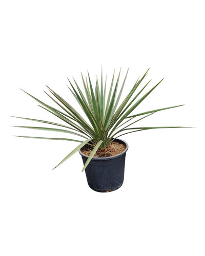  Yucca baccata (small)