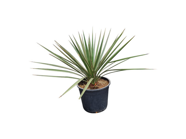 Yucca baccata (small)
