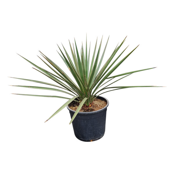 Yucca baccata (small)