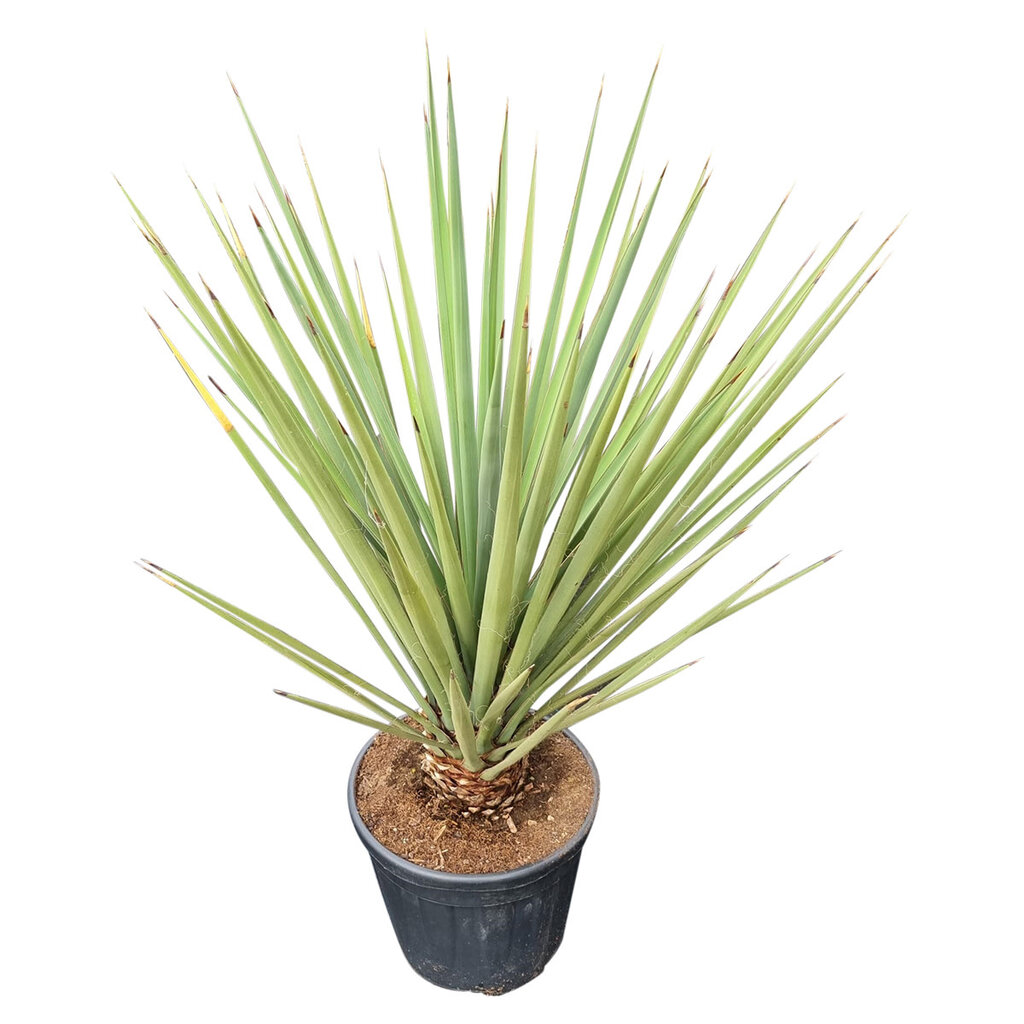 Yucca baccata (medium)