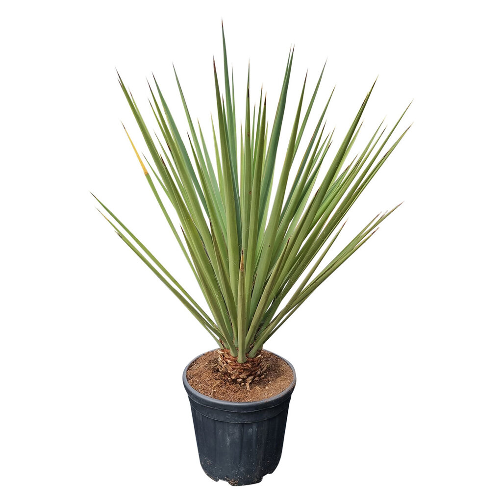 Yucca baccata (medium)
