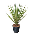 Yucca baccata (medium)