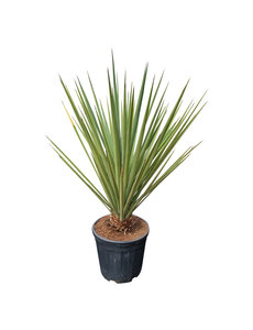  Yucca baccata (medium)